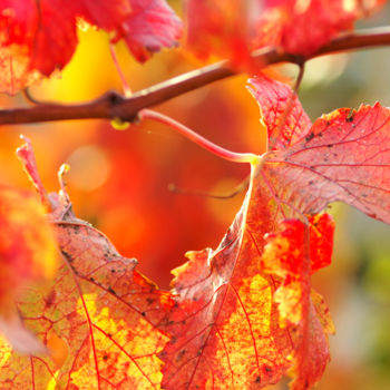 Photographie intitulée "Couleurs de la vign…" par Pascal Moulin, Œuvre d'art originale