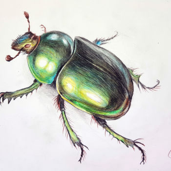 图画 标题为“Bronze beetle” 由Tigran Movsisyan, 原创艺术品, 铅笔