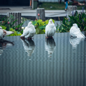 Photography titled "голуби на водопое" by Alexander Kovalenko, Original Artwork, Digital Photography