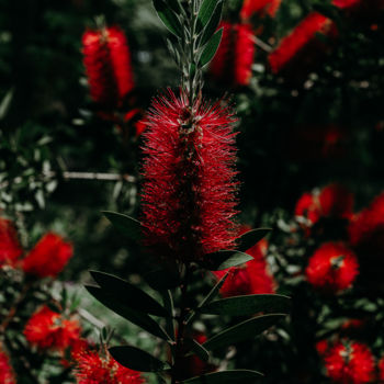 Fotografía titulada "красные цветы" por Alexander Kovalenko, Obra de arte original, Fotografía digital