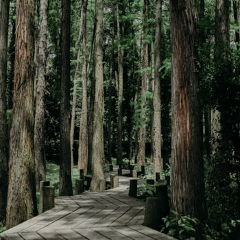 Photography titled "дорого в лесу" by Alexander Kovalenko, Original Artwork, Digital Photography
