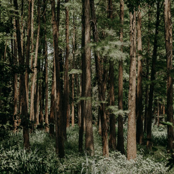 摄影 标题为“в лесу” 由Alexander Kovalenko, 原创艺术品, 数码摄影