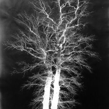 Photographie intitulée "Spooky trees" par Mr. Chlorophyll Art - Kazek Biernat, Œuvre d'art originale, Photographie manipulée