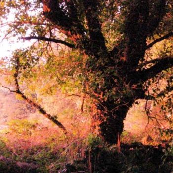 Φωτογραφία με τίτλο "Arbre du Manio" από Michel Robitaille, Αυθεντικά έργα τέχνης