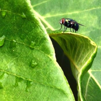 Photography titled "LIFE" by Muktinava Barua Chowdhury, Original Artwork, Other