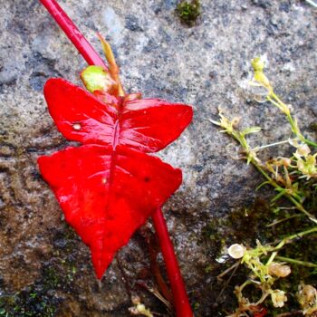 Fotografia intitulada "RED FLOWER" por Muktinava Barua Chowdhury, Obras de arte originais