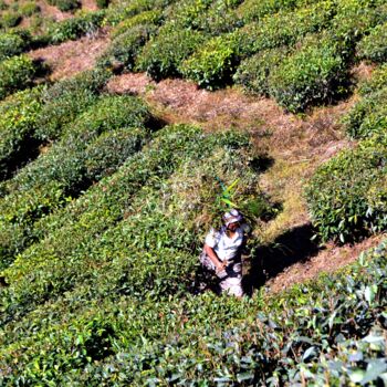 Photography titled "TEA  GARDEN  WORKER" by Muktinava Barua Chowdhury, Original Artwork