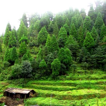 Fotografie getiteld "GREEN VALLY" door Muktinava Barua Chowdhury, Origineel Kunstwerk