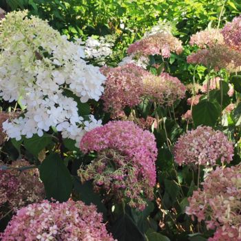 Photographie intitulée "Fleur blanche" par Mya, Œuvre d'art originale, Photographie numérique