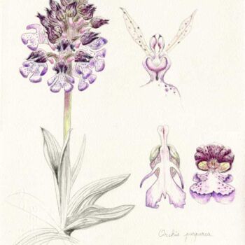Drawing titled "Orchis purpurea" by Myriam Schmaus, Original Artwork, Pencil