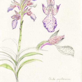 "Orchis papilionacea" başlıklı Resim Myriam Schmaus tarafından, Orijinal sanat, Kalem