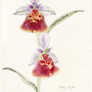 Dessin intitulée "Ophrys fuciflora" par Myriam Schmaus, Œuvre d'art originale, Pastel