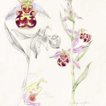 图画 标题为“Ophrys apifera” 由Myriam Schmaus, 原创艺术品, 铅笔