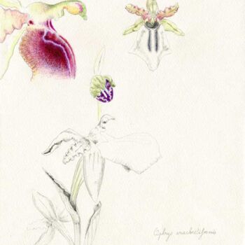 Dessin intitulée "Ophrys arachinitifo…" par Myriam Schmaus, Œuvre d'art originale, Crayon