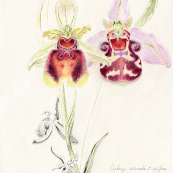 Tekening getiteld "Ophrys araenola oph…" door Myriam Schmaus, Origineel Kunstwerk, Pastel