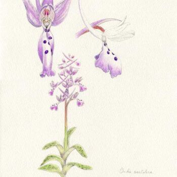 Desenho intitulada "Orchis anatolica" por Myriam Schmaus, Obras de arte originais, Lápis