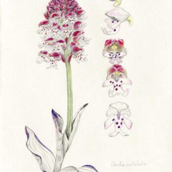 Dessin intitulée "Orchis ustulata" par Myriam Schmaus, Œuvre d'art originale, Crayon
