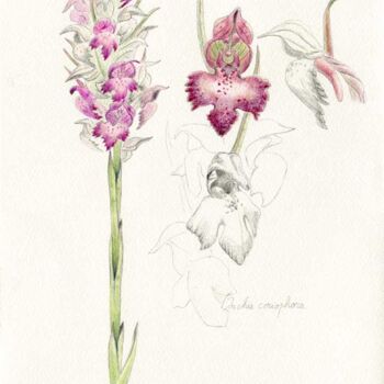 Dessin intitulée "Orchis-coriophora" par Myriam Schmaus, Œuvre d'art originale, Crayon