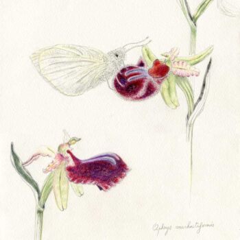 "Ophrys arachnitifor…" başlıklı Resim Myriam Schmaus tarafından, Orijinal sanat, Pastel