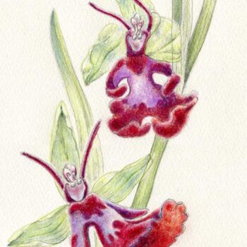 Drawing titled "Ophrys insectifera2" by Myriam Schmaus, Original Artwork, Pastel