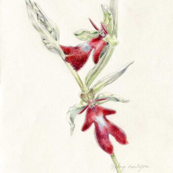 Pintura intitulada "ophrys-insectifera3…" por Myriam Schmaus, Obras de arte originais, Óleo