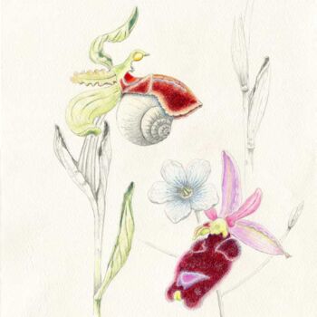 Desenho intitulada "ophrys arachnitifor…" por Myriam Schmaus, Obras de arte originais, Lápis