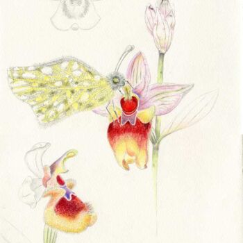 Dessin intitulée "Ophrys tenthredinif…" par Myriam Schmaus, Œuvre d'art originale, Crayon