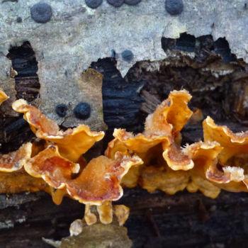 Photography titled "champignons sur arb…" by Myriam Wetzstein, Original Artwork, Digital Photography