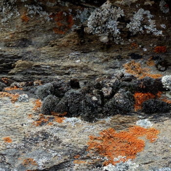 제목이 "" forêt " de lichen…"인 사진 Myriam Wetzstein로, 원작, 디지털