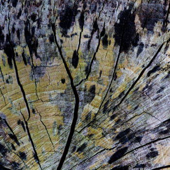 「arbre paon」というタイトルの写真撮影 Myriam Wetzsteinによって, オリジナルのアートワーク, 操作されていない写真 その他の剛性パネルにマウント