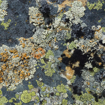 Photography titled "lichens sur une roc…" by Myriam Wetzstein, Original Artwork, Non Manipulated Photography Mounted on Othe…
