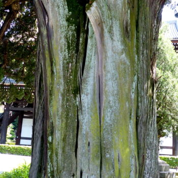 Фотография под названием "viel arbre devant u…" - Myriam Wetzstein, Подлинное произведение искусства, Цифровая фотография