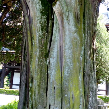 Fotografia intitolato "viel arbre devant u…" da Myriam Wetzstein, Opera d'arte originale, Fotografia digitale