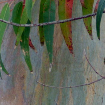 「Ecorce d'Eucalyptus…」というタイトルの写真撮影 Myriam Wetzsteinによって, オリジナルのアートワーク, デジタル その他の剛性パネルにマウント