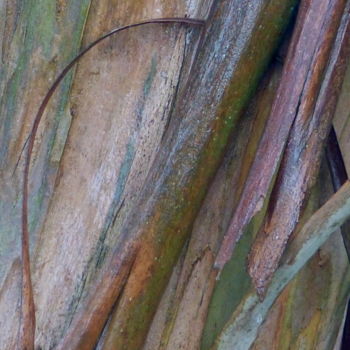 제목이 "Ecorce d'eucalyptus…"인 사진 Myriam Wetzstein로, 원작, 조작되지 않은 사진 기타 단단한 패널에 장착됨