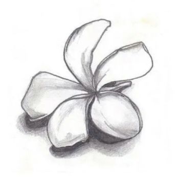 Drawing titled "Flower" by Nadha, Original Artwork, Ink