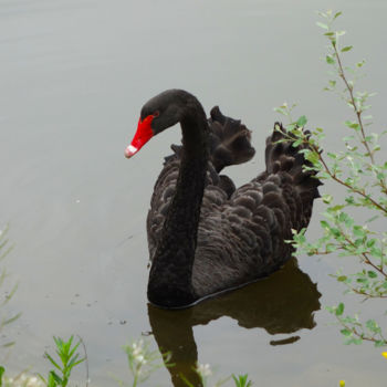 Photographie intitulée "Cygne Noir" par Nadia Chebah, Œuvre d'art originale