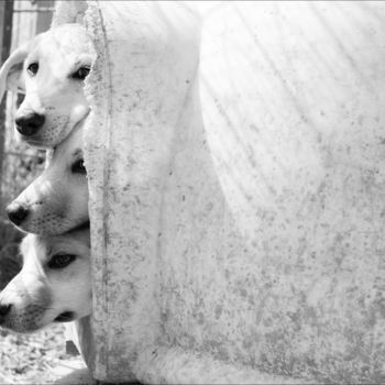 Photographie intitulée "Puppies" par Nadia D'Agaro, Œuvre d'art originale