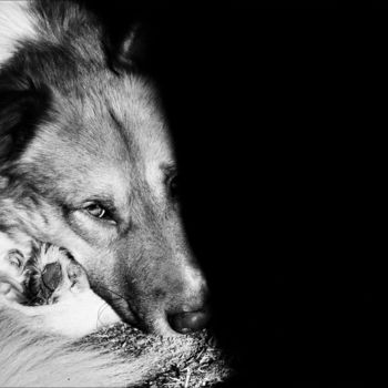 Фотография под названием "a dog" - Nadia D'Agaro, Подлинное произведение искусства