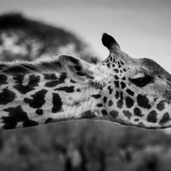 Photography titled "GIRAFFA 001 - Giraf…" by Naep, Original Artwork, Digital Photography