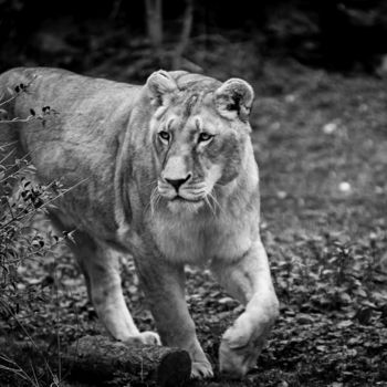 Photographie intitulée "PANTHERA 003 - Lion…" par Naep, Œuvre d'art originale, Photographie numérique