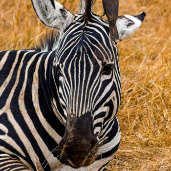 Photographie intitulée "EQUUS QUAGGA 002 -…" par Naep, Œuvre d'art originale, Photographie numérique