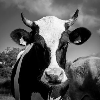 Photographie intitulée "BOS TAURUS 015 - Va…" par Naep, Œuvre d'art originale, Photographie numérique