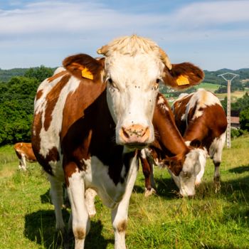 Photographie intitulée "BOS TAURUS 018 - Va…" par Naep, Œuvre d'art originale, Photographie numérique