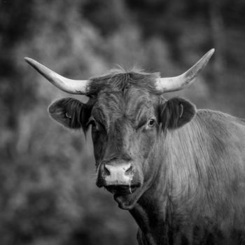 Photographie intitulée "BOS TAURUS 020 - Va…" par Naep, Œuvre d'art originale, Photographie numérique