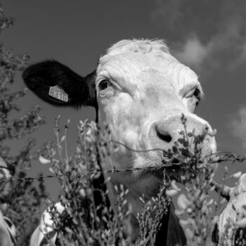 Fotografia intitolato "BOS TAURUS 033 - Va…" da Naep, Opera d'arte originale, Fotografia digitale