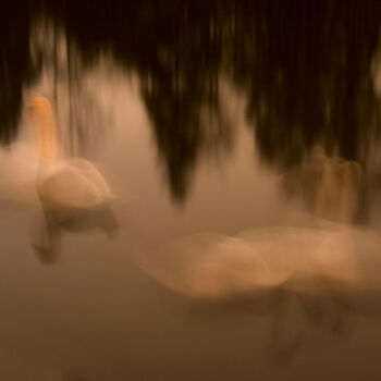 Fotografie getiteld "Cygnes" door Ariane Bellier, Origineel Kunstwerk, Digitale fotografie