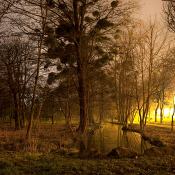 Photography titled "Forêt enchantée" by Ariane Bellier, Original Artwork, Digital Photography