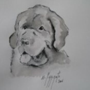 Drawing titled "CHIEN TERRE NEUVE N…" by Nadine Pizzinato, Original Artwork, Other