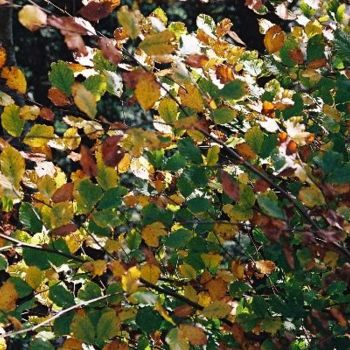 Photographie intitulée "FEUILLES D'AUTOMNE 1" par G.Nan, Œuvre d'art originale